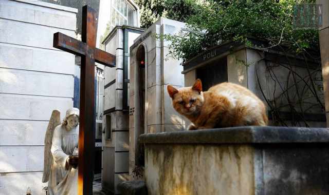 I gatti, guardiani delle tombe del cimitero di Bari: la storia di Nella e del suo custode